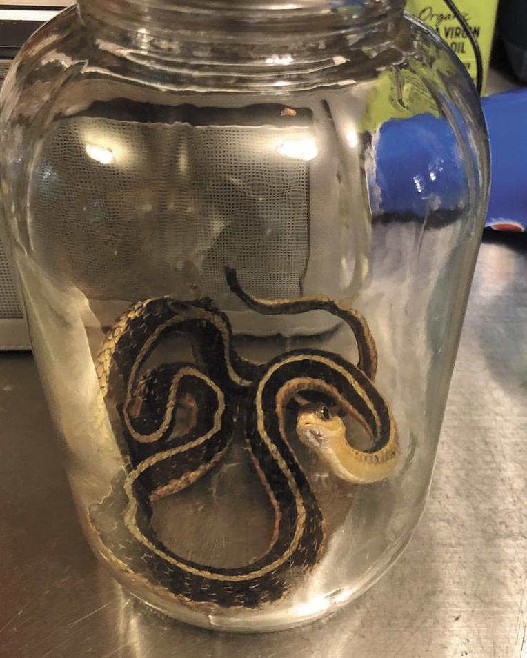 Ssssnake jar